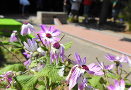 2024.05.12 2. St. Pöltner Schatztruhe (62)
